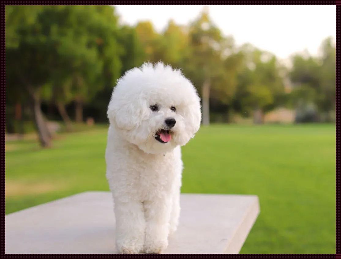 “女人专属神犬，科技狂潮下的时尚争议！”