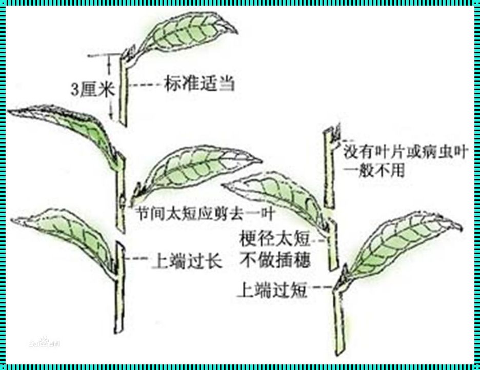 "阴包阳72变，网友争相演绎插花神技"