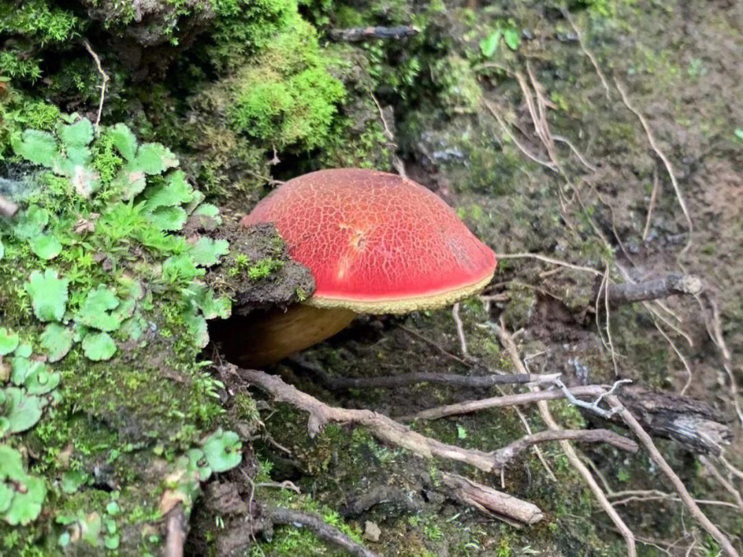 浙江山岭间的“黄金雨”：野生蘑菇的秘密