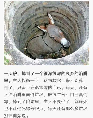 "科技江湖，笑谈「驴」事：网友热议的「驴」态疯狂"