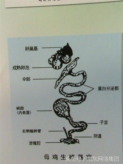 超级肉禽系统：掀起科技界的“食材革命”