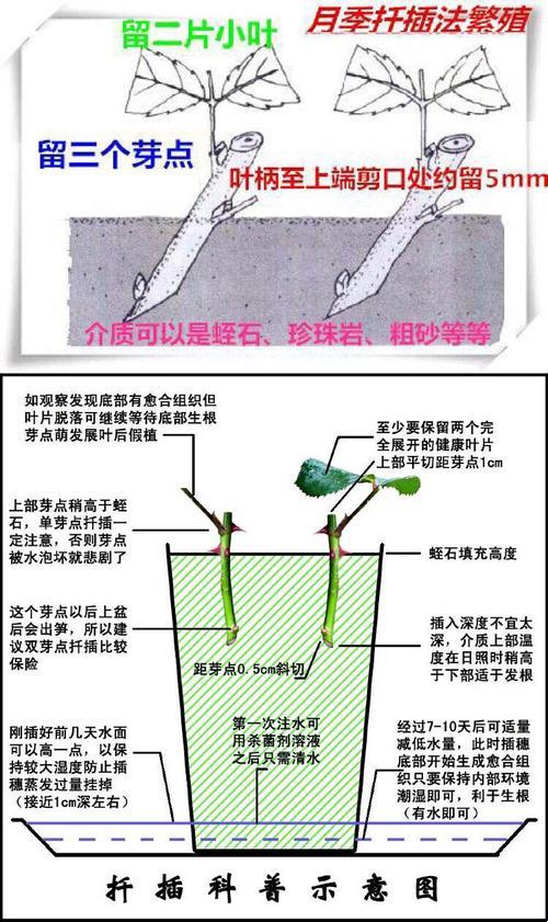 欧风45式插花秘籍，笑傲江湖