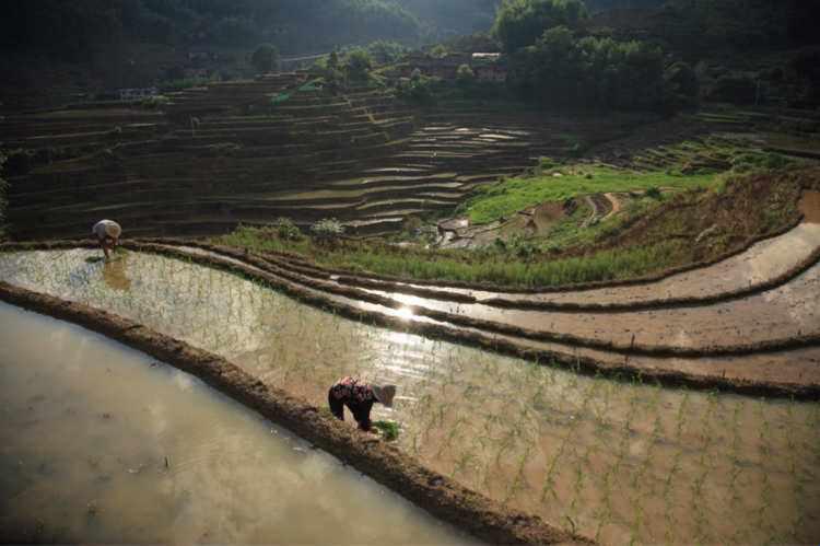 插秧情侣图的热潮：新潮话题背后的笑与泪