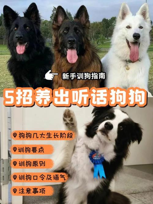 中亚牧羊犬训练秘籍：让“哑巴狗”开口说话