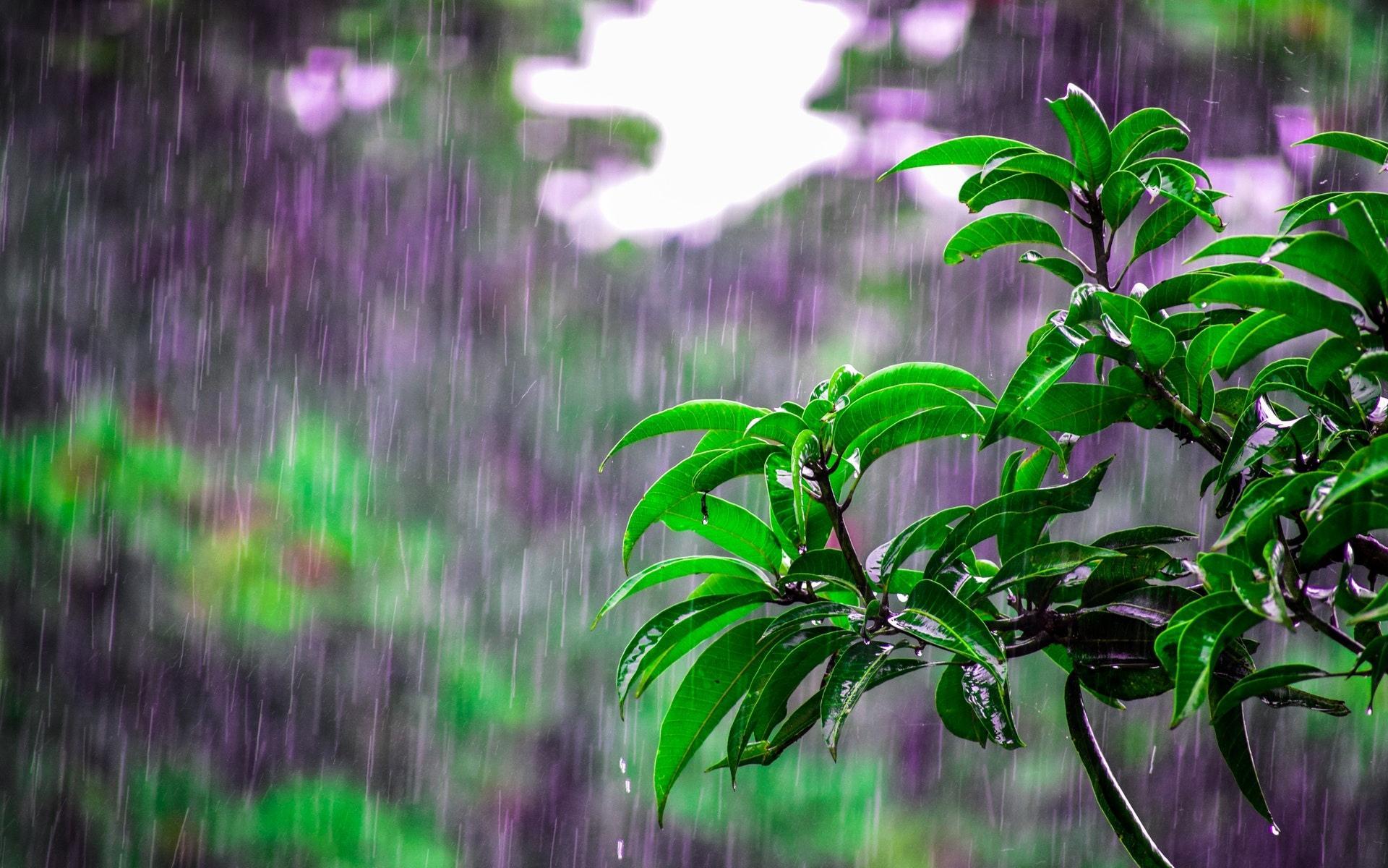 "雨打的科技圈，笑谈网民热议那些事儿"