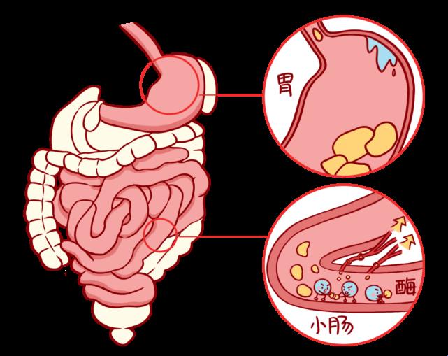 科技界的“另类美食”：小肠大肠共赴牛奶盛宴