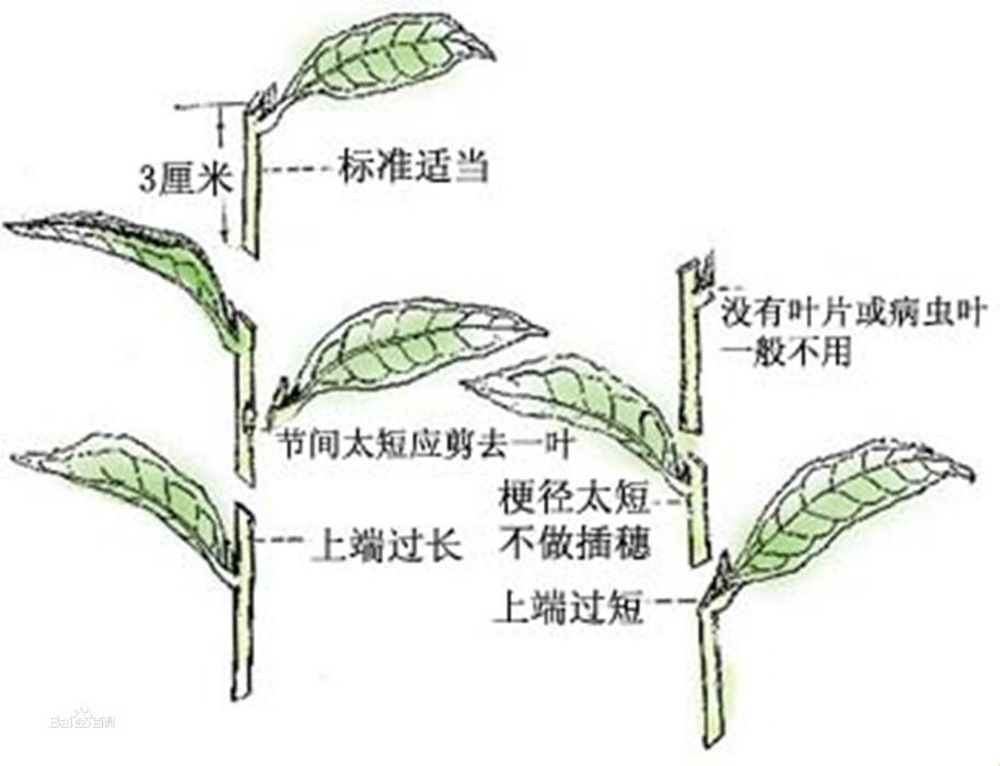 "插秧大作战：笑看全球耕作风云，30招独步江湖！"