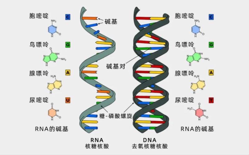 DNA与RNA：人体内奇特的杂交游戏