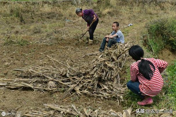 儿子翻土，母亲笑开花：科技田里的新把式