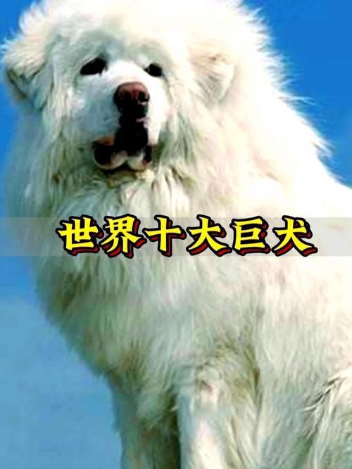 “世界十大犬种排名”引发的网友热议：一场现象级的狗界“选秀”大赛