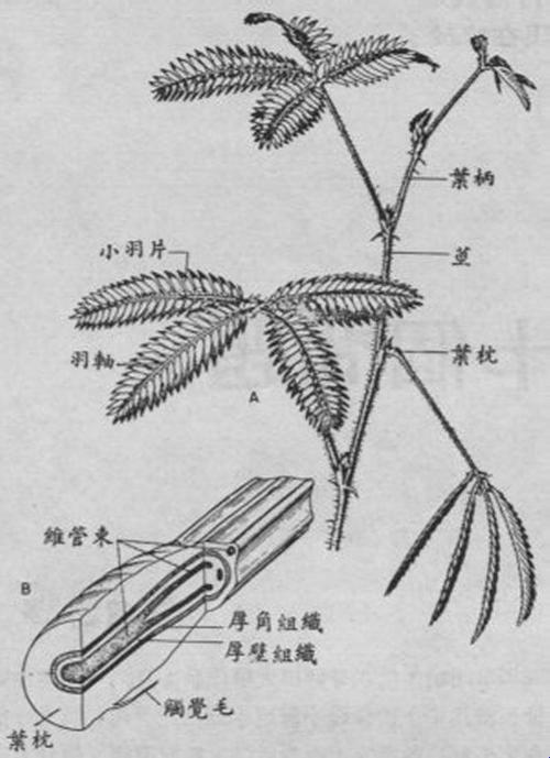 《草羞实验所的隐秘之道：网上热议的诡异风潮》