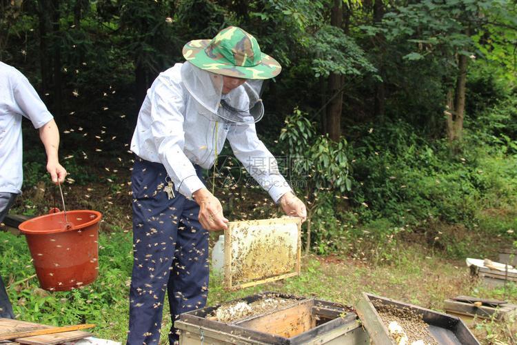 采蜜奇遇记：方橙采意宝宝解析