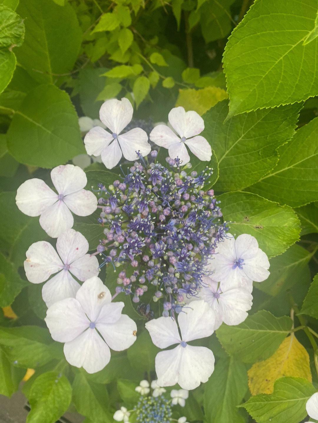 紫阳花下的神秘力量：全球关注的新话题