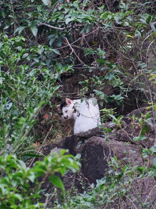 "野猫24小时无效"奇闻？科技界笑谈！