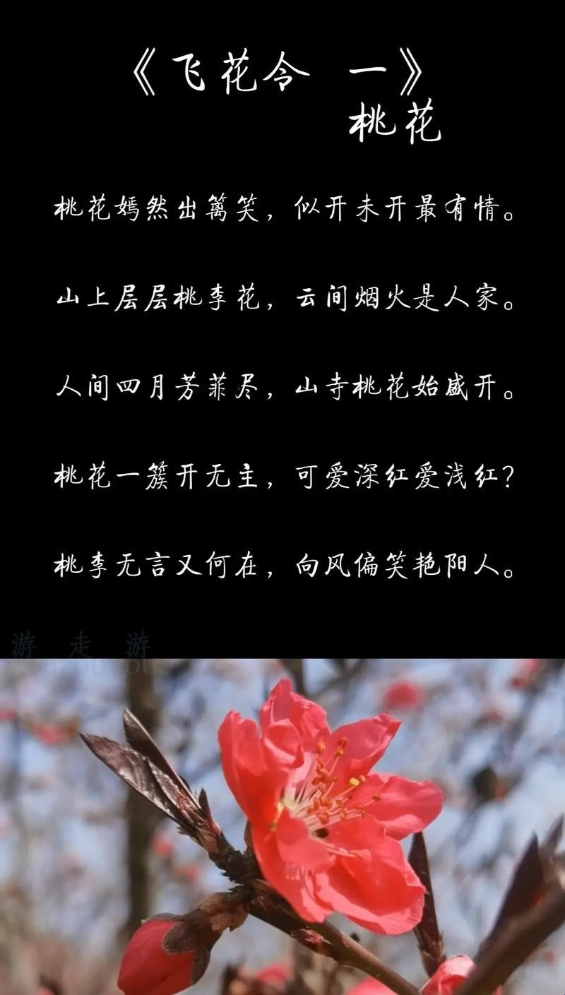 “粉嫩花骨朵儿，炸裂句场！——科技圈的桃花传奇”