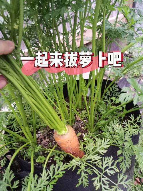 “拔萝卜”狂潮来袭，科技圈惊现“降黄”奇观！