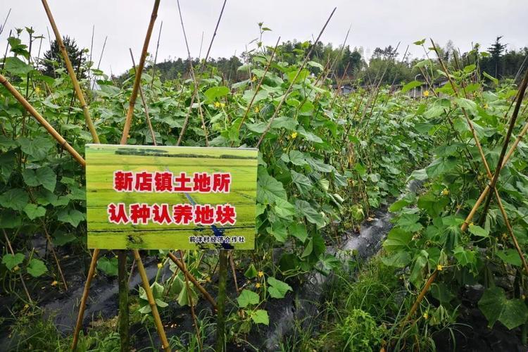 种好祖上留下的田地，独领风骚