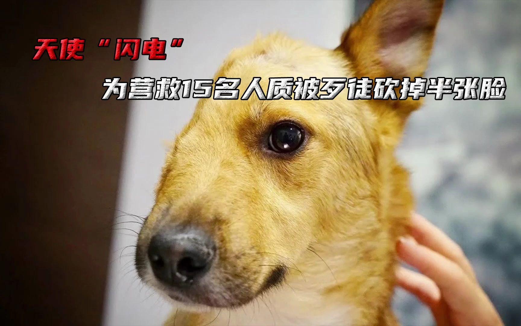 “撞破次元壁，张警犬的超时空‘头’秀！”