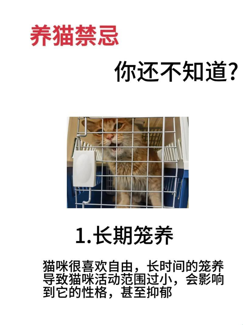 猫咪养不熟的5大忌：揭秘全民热议话题