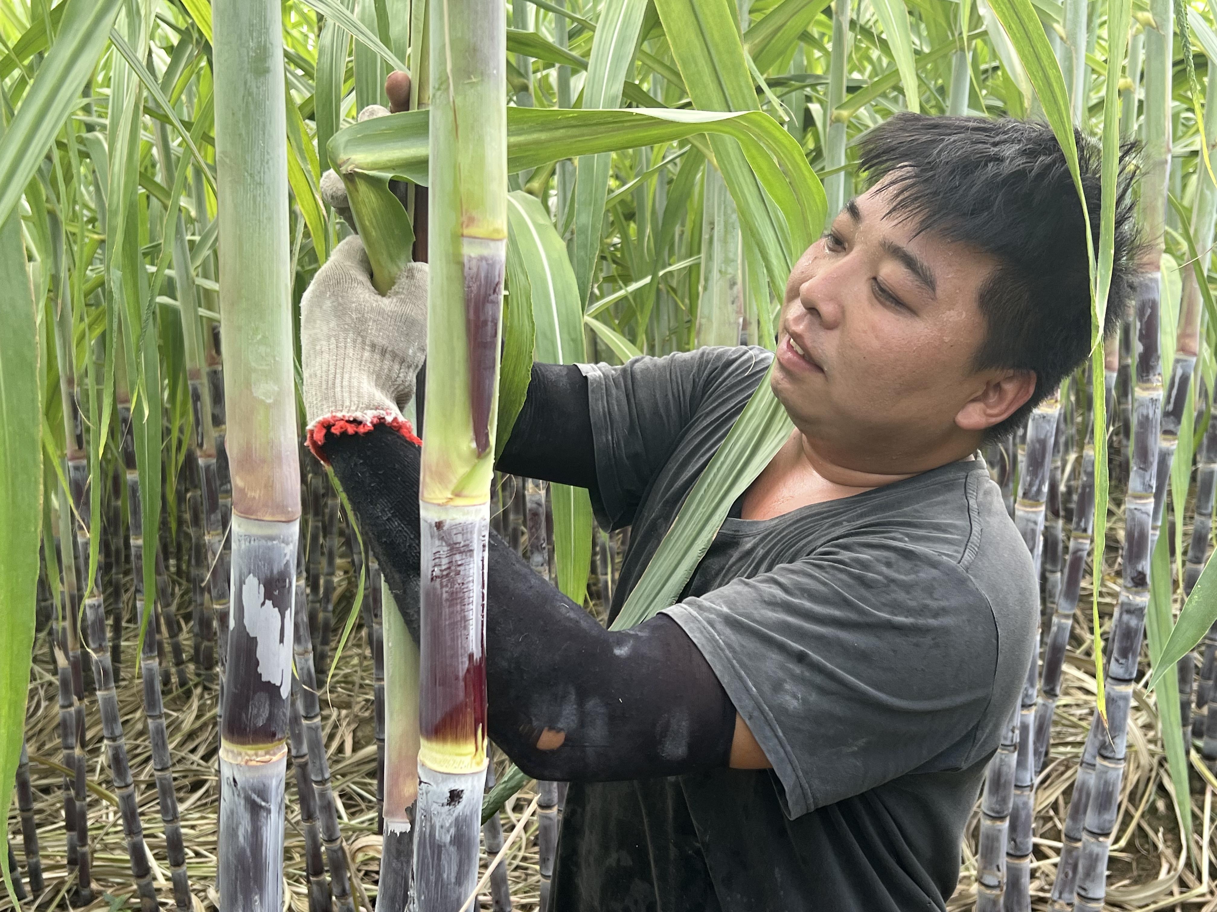 “趣谈甘蔗林：乐活新时代的甜蜜方程式”