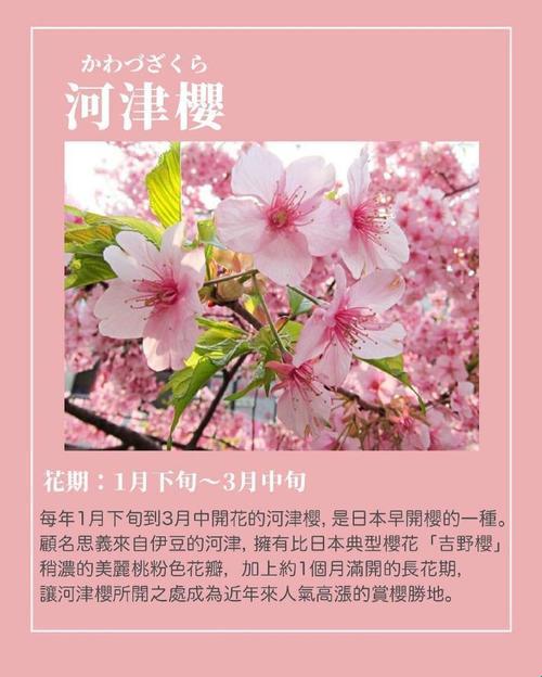 樱花之诡秘探幽，独具匠心解码科技诗意