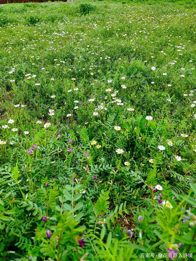 《9731芳草地，一场网络狂欢的缩影》