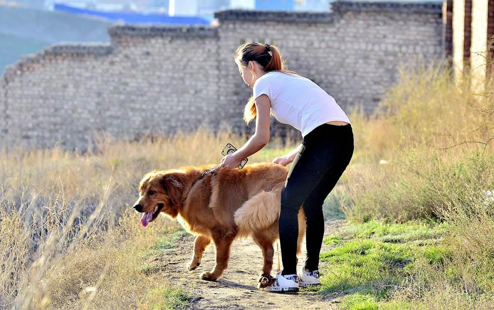 “我的狗老公拉婆婆一起”：幽默与科技的奇妙碰撞