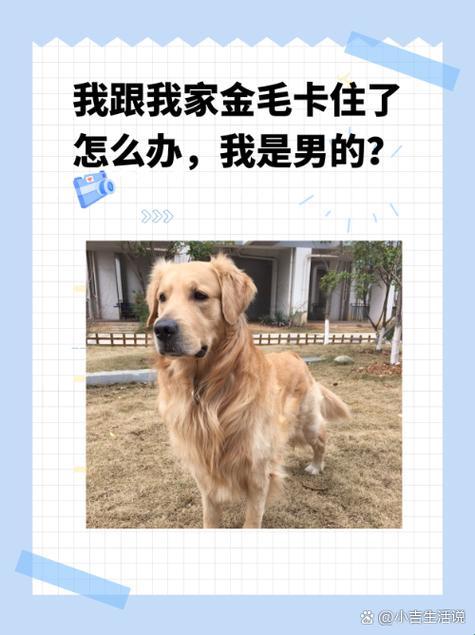 “狗狗卡壳，我咋自救？全球围观的新奇谈”