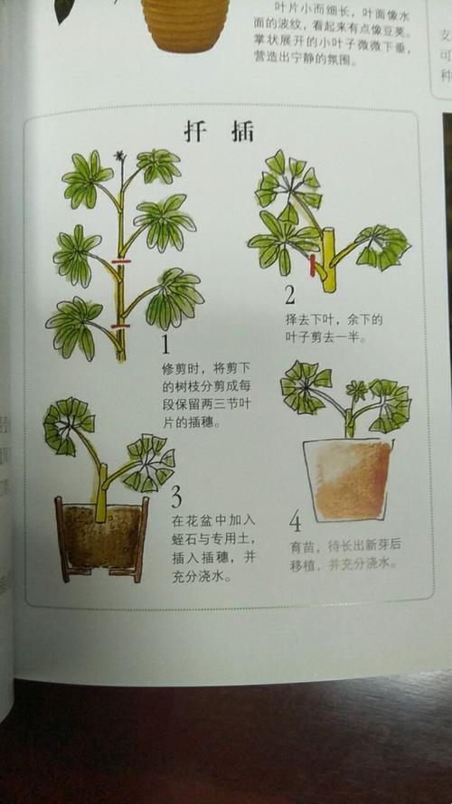 “奇趣植物大揭秘：二十大绿植插播秘籍，网友热炒！”