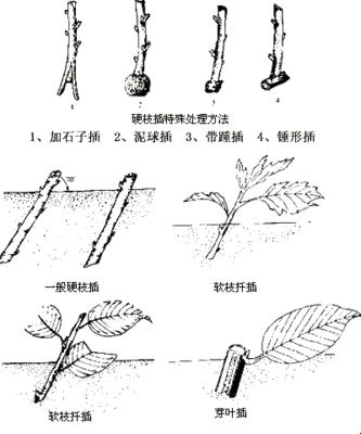 "欧风45式插花诡计，笑谈科技花艺新境界"