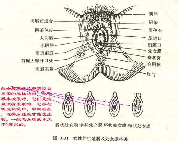 女人阴唇大，科技界的“风口”？