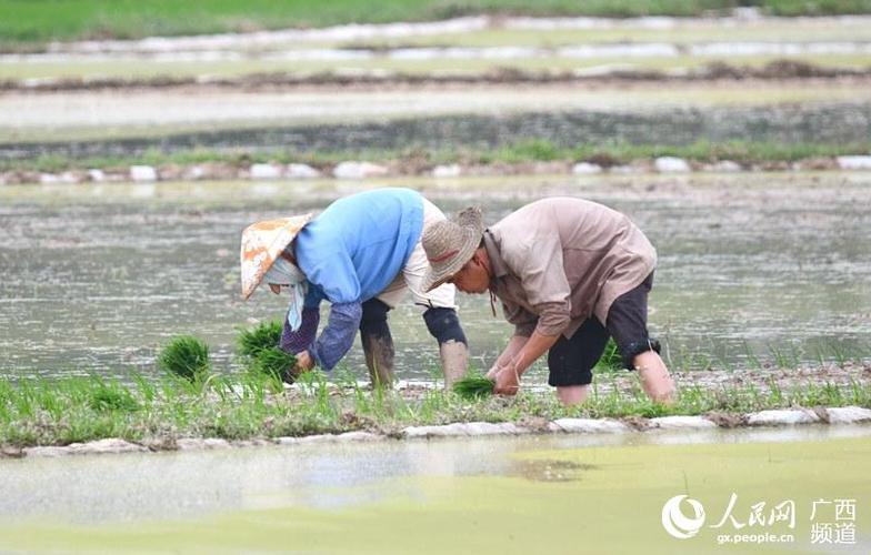 成功夫妻插秧法的共同点：歪批笑谈创新新时代