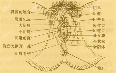 “蝶女”魅力大对决：网民热炒，笑谈科技新焦点