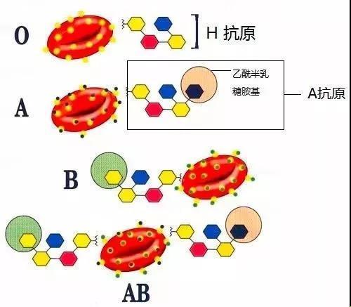 《基因探秘：笑谈“老扒法蓉”验亲十式，科技狂潮下的创意狂欢》