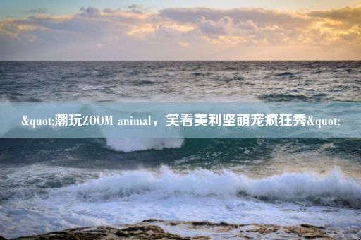 "潮玩ZOOM animal，笑看美利坚萌宠疯狂秀"