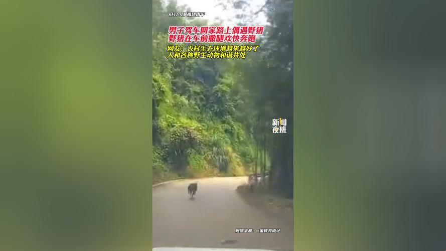 "野猪路2021：探秘神秘地址，惊喜层出不穷"