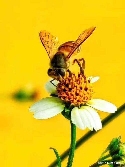 2025年高寒矿区智能化运输系统深度解析与实战验证方案