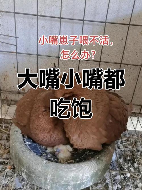 喂完大嘴该喂小嘴了视频背后，藏着什么科技陷阱？