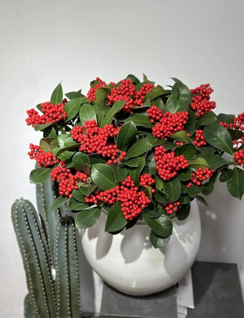 孕妈必看！吃花含珠真的能养胎？内行人悄悄说漏嘴