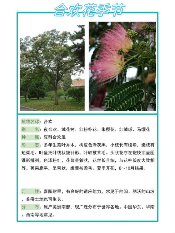 合欢的别名叫什么?城市裂缝里碎掉的马缨与夜合