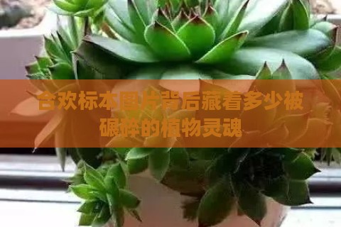 合欢标本图片背后藏着多少被碾碎的植物灵魂