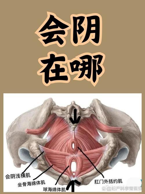 2025版阴囊根部定位终极指南：认知重构后的身体密码