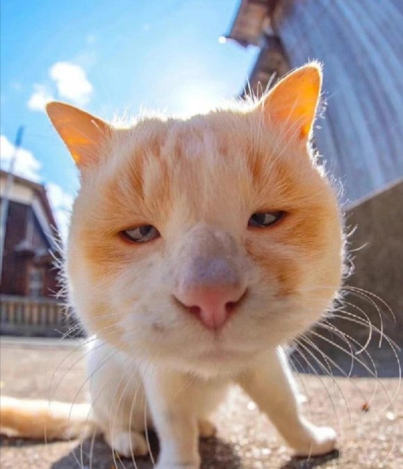 猫咪视频大全搞笑可爱竟让程序员集体摸鱼?这波流量密码太邪门!