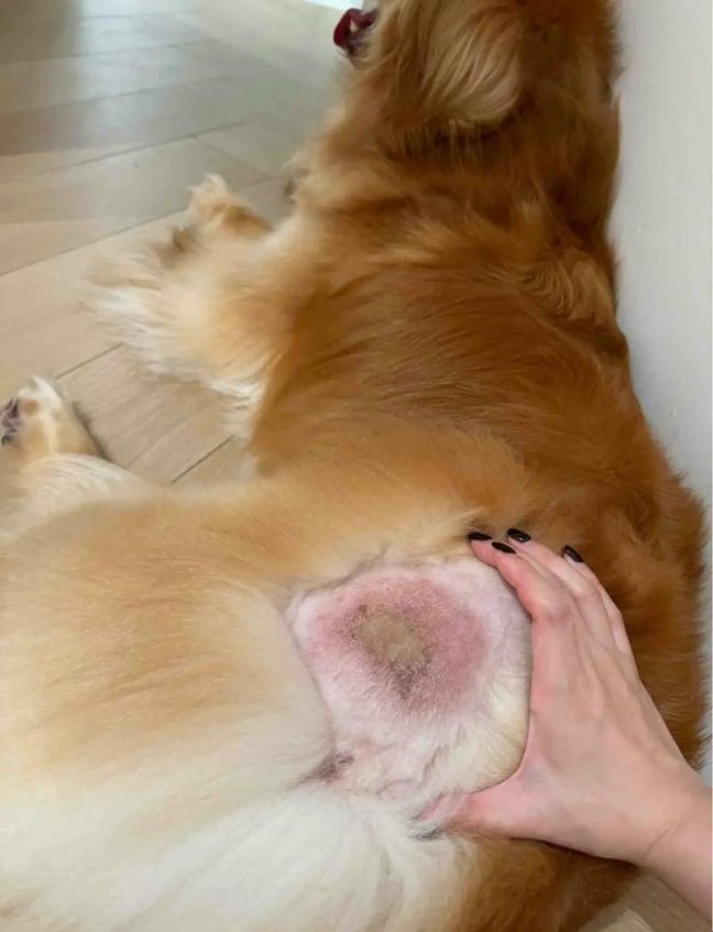 你家狗子突然开口要胶水?这份配方手册藏着什么黑科技!