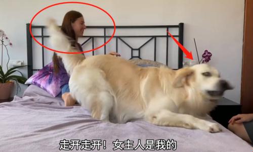 金毛与女主人合体:科技如何重塑人宠关系?