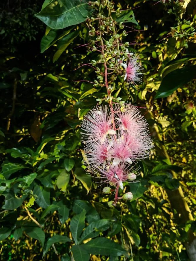2025年生物基材料晶向缺陷深度解析:玉蕊含珠技术实战验证报告