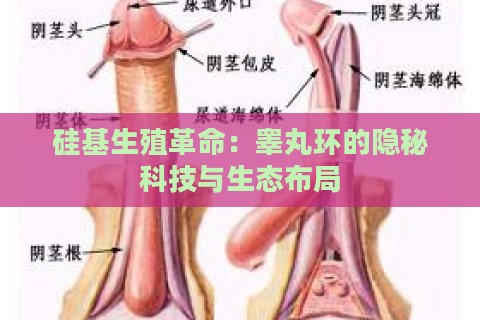 硅基生殖革命:睾丸环的隐秘科技与生态布局 硅基生殖革命:睾丸环的隐秘科技与生态布局