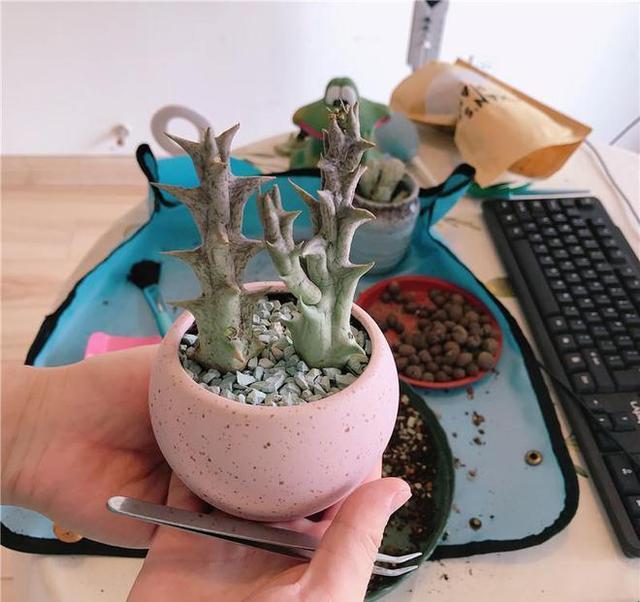 紫龙插花芯塞水果引发的智能养护革命