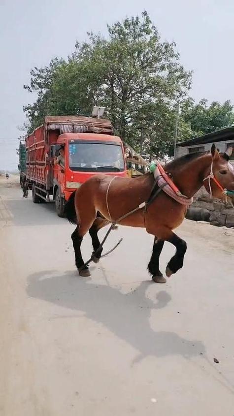 2025年资源错配场景下“小马拉大车精选稀缺”实战验证方案