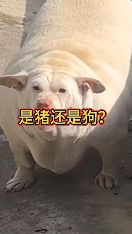 基因编辑技术引发的伦理风暴：人猪狗dna混搭视频是科学突破还是潘多拉魔盒？